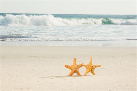 Free Photo Two Starfish Kept On Sand