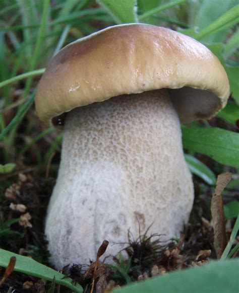 Edible Boletus Mushroom Photos