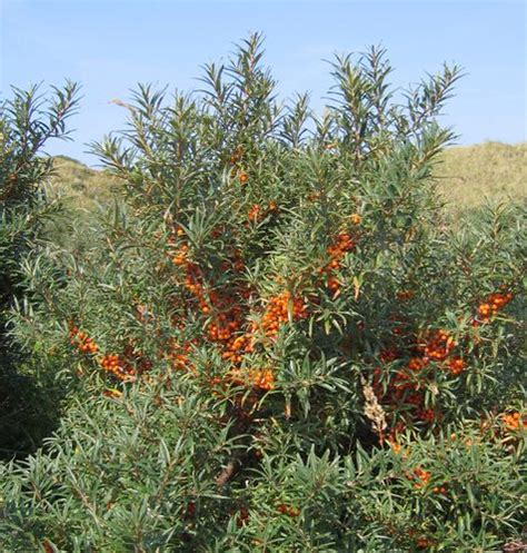 Sea Buckthorn Shrub And Fruit Britannica