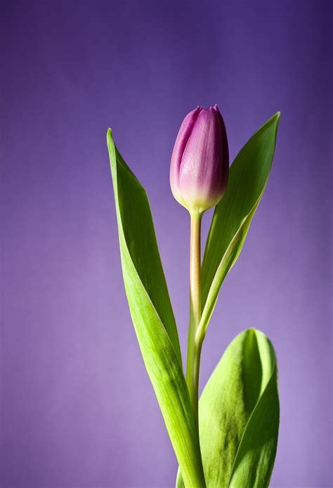 무료 이미지 자연 사진술 꽃잎 튤립 봄 녹색 식물학 노랑 담홍색 수생 식물 플로라 꽃들 닫다 싹