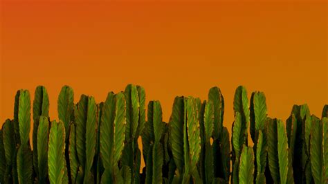 Download 1920x1080 Wallpaper Cactus Green Plants Desert Plants Full