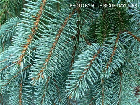 Buy Picea Pungens ‘glauca Slenderina Pendula Weeping Blue Spruce Mr