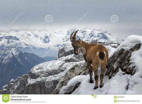 Wild Mountain Goat Stock Image Image Of Alpine Brave 86708045