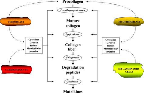 Circulating Biomarkers Of Collagen Metabolism In Cardiac Diseases