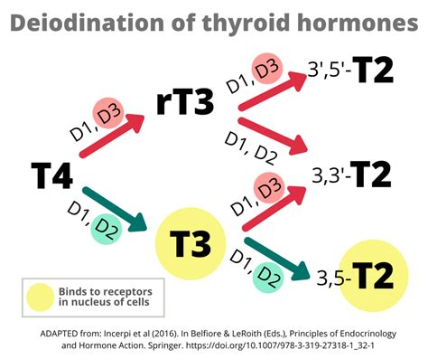 Rt3 Inhibits T4 T3 Conversion How Worried Should We Be Thyroid