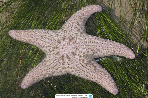 Pisaster Brevispinus Giant Pink Sea Star Short Spined Sea Star
