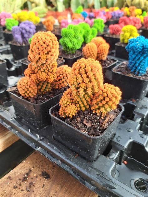 Desert Gems Cacti 2 Live Plant Mammillaria Etsy