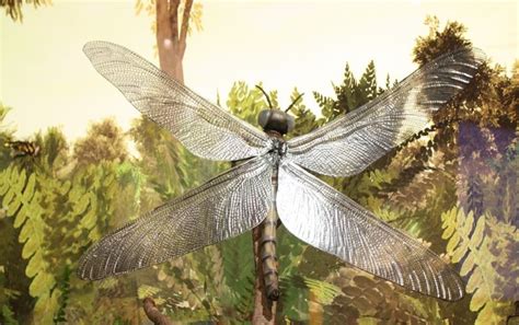 Meganeura Monyi El Insecto Más Grande Que Ha Volado Sobre La Tierra