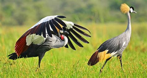 Birding In Uganda Uganda Birding Safaris Uganda Tours