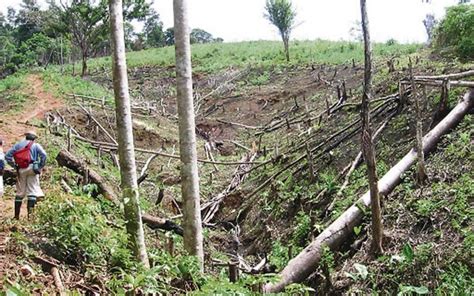 Las Principales Causas De La Deforestación En El Mundo El Diario