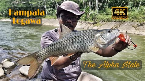 Hampala Logawa The Alpha Male Daiwa Salamandura Sv Tw Hl Youtube