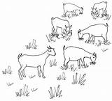 Line Goats Herd Goat Drawing Grazing Drawings Colouring Sheep Coloring Embroidery Maps Pencil sketch template