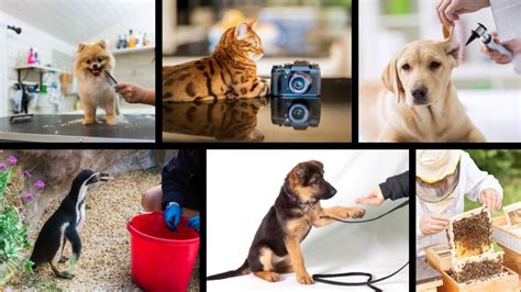 Ten Career Paths Where You Can Work With Animals Animals Of The
