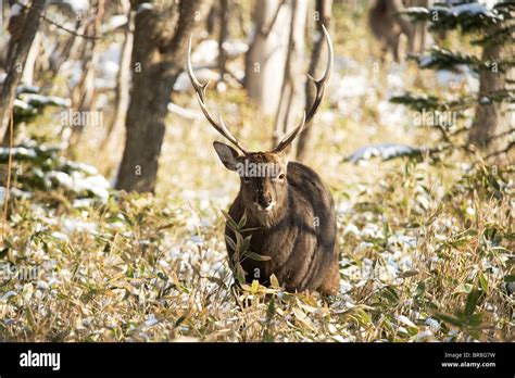 Male Sika Deer Cervus Nippon Stock Photo Alamy