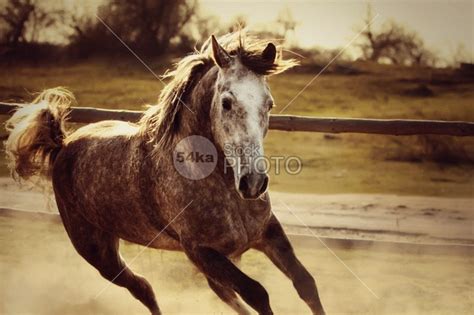 Arabian Horse Galloping Photography Equestrian 54ka Stockphoto