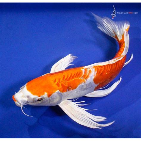Japanese Butterfly Koi Fish Koi To The World Butterfly Koi Pictures