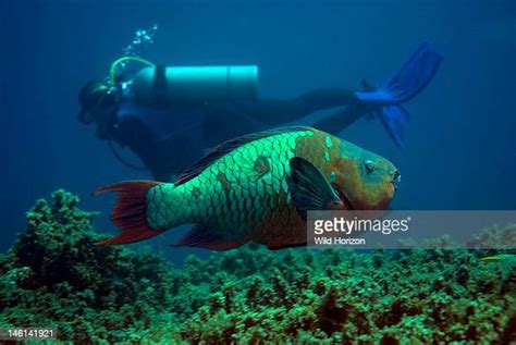 Rainbow Parrotfish Photos And Premium High Res Pictures Getty Images