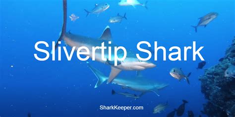 Slivertip Shark Description And Amazing Facts Shark Keeper