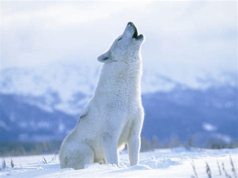 Arctic Wolf Wallpapers Animal Hq Arctic Wolf Pictures 4k Wallpapers