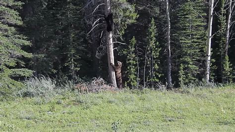 Tall fir trees cover a temperate, and somewhat hilly region. Coniferous Forest Biome