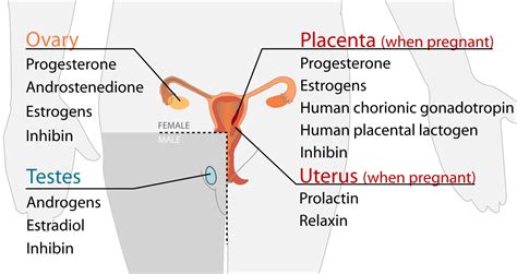File Endocrine Reproductive System En Svg Simple English Wikipedia The Free Encyclopedia