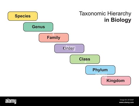 Simple Designing Of Taxonomy Hierarchy In Biology Vector Illustration