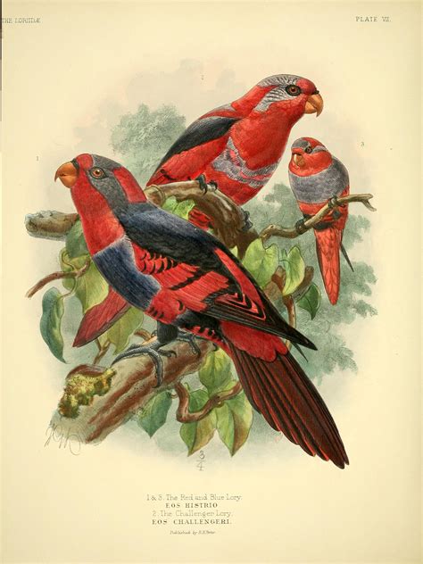 A Monograph Of The Lories Or Brush Tongued Parrots Biodiversity