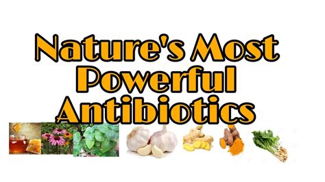 Natures Most Powerful Antibiotics Youtube