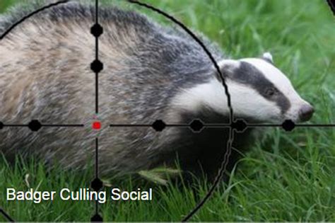 Tory Students Badger Culling Social Prompts Protest