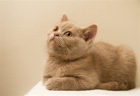British blues also have striking gold eyes. A Fawn British Shorthair Kitten Stock Image - Image of ...