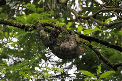 Brown Throated Three Toed Sloth Stock Photo Minden Pictures