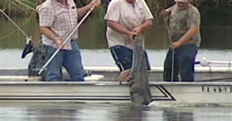 Alligator Bites Off Swimming Teens Arm In Fla Cbs News