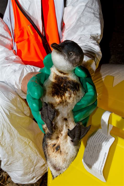 Penguins Rescued From New Zealand Oil Spill Released Wwf