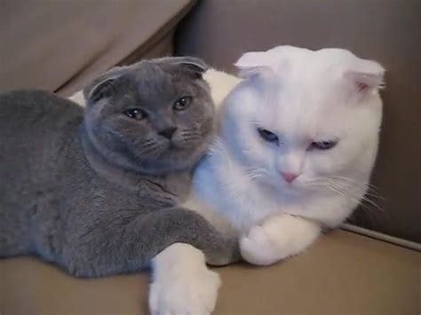 Scottish Fold White Cat And Grey Kitten Greykittens にゃん