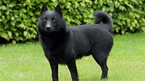 11 Breeds Of Black Dogs With Pointy Ears With Pictures