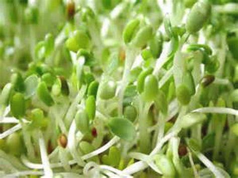 Alfalfa Sprouting Seed Non Gmo High Sprout Germination Edible Seeds