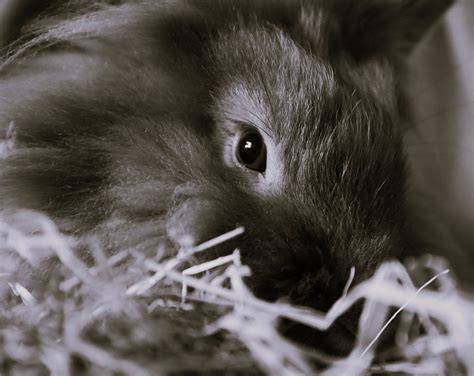 Rabbit Bunny Rodent Free Photo On Pixabay Pixabay