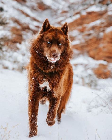 This Rare Chocolate Brown Siberian Husky Is One Of The Most Beautiful