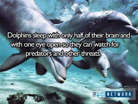Ocean Animals Facts 10 Amazing Things About Marine Life