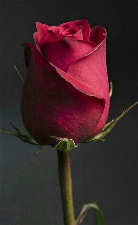 Pin By Mahasin Idris On Flower Beautiful Rose Flowers Beautiful