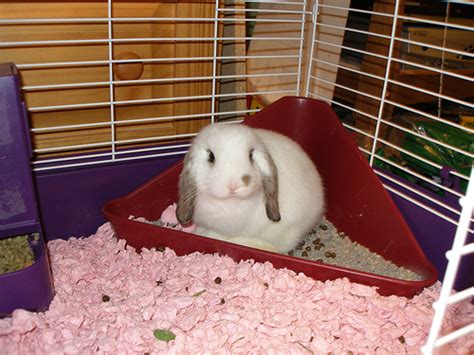 How To Train A Rabbit To Use The Litter Box Our Pets We Love Em