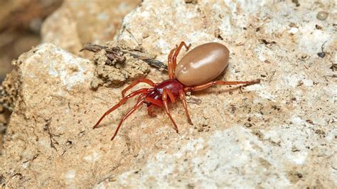 Discover 5 Brown Spiders In Colorado A Z Animals