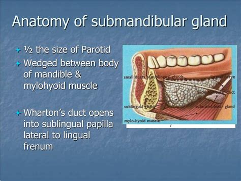 Submandibular Gland Normal Size