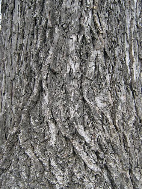 22 Free High Resolution Wood Textures To Download – Bashooka | Tree