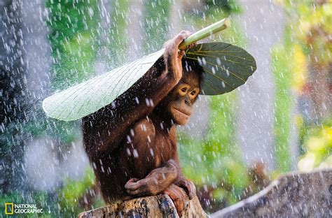 Grand Prize Winner 2015 National Geographic Photo