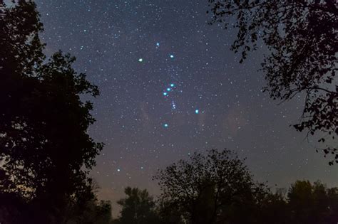 Orion Constellation On The Night Starry Sky Between Dark Tree