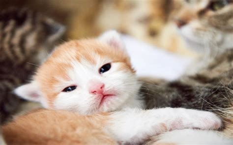 The Pet Parents Guide To Taking Care Of Newborn Kittens Pet Parents
