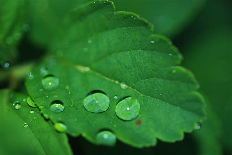 Rain On Green Leaf Hd Wallpaper Download