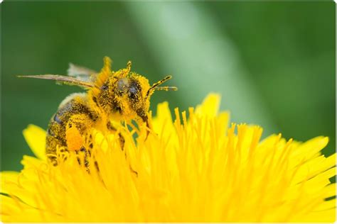 Quest Ce Que Le Pollen Happyculteur