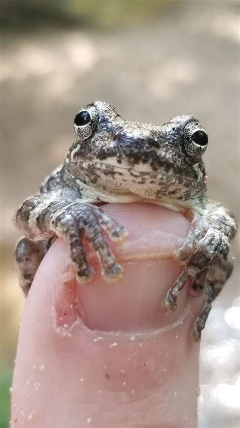 I Know He Isnt Super Tiny But This Grey Tree Frog Is On My Finger